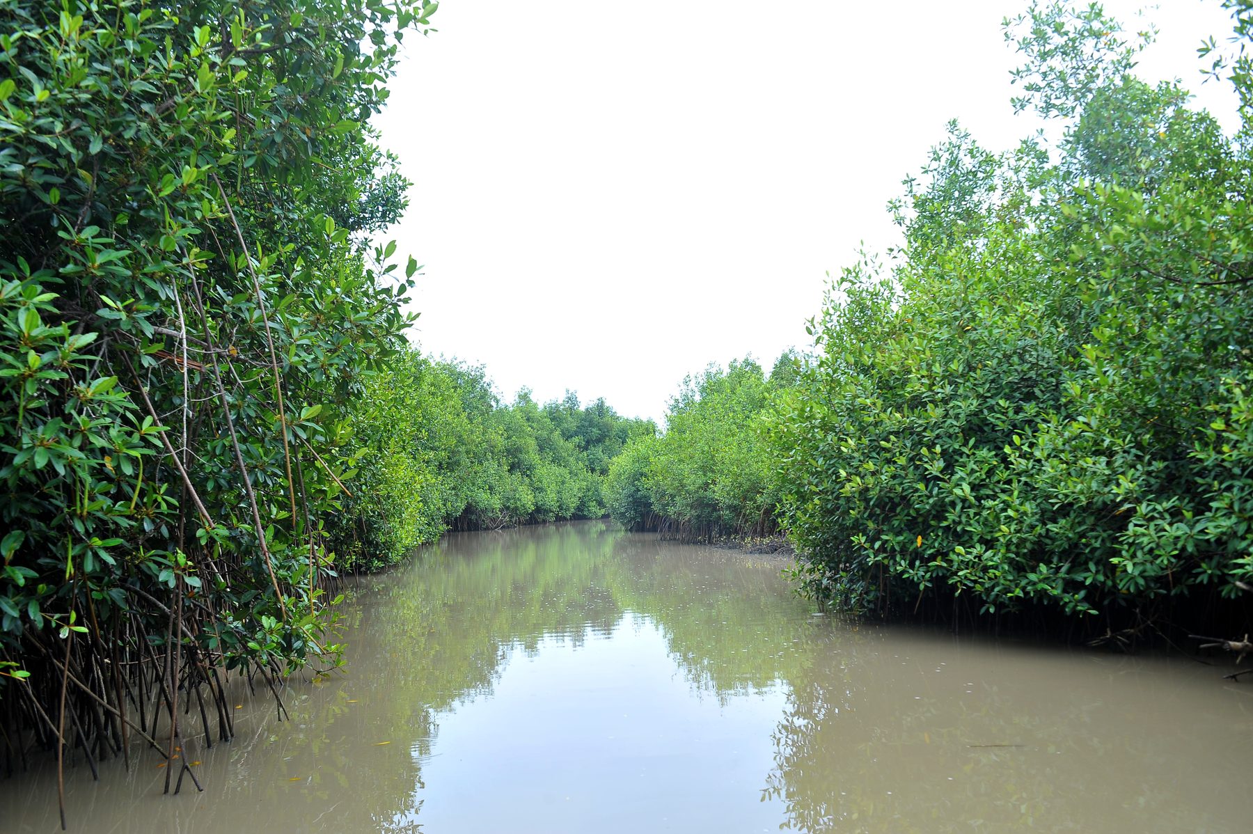 Naglanou